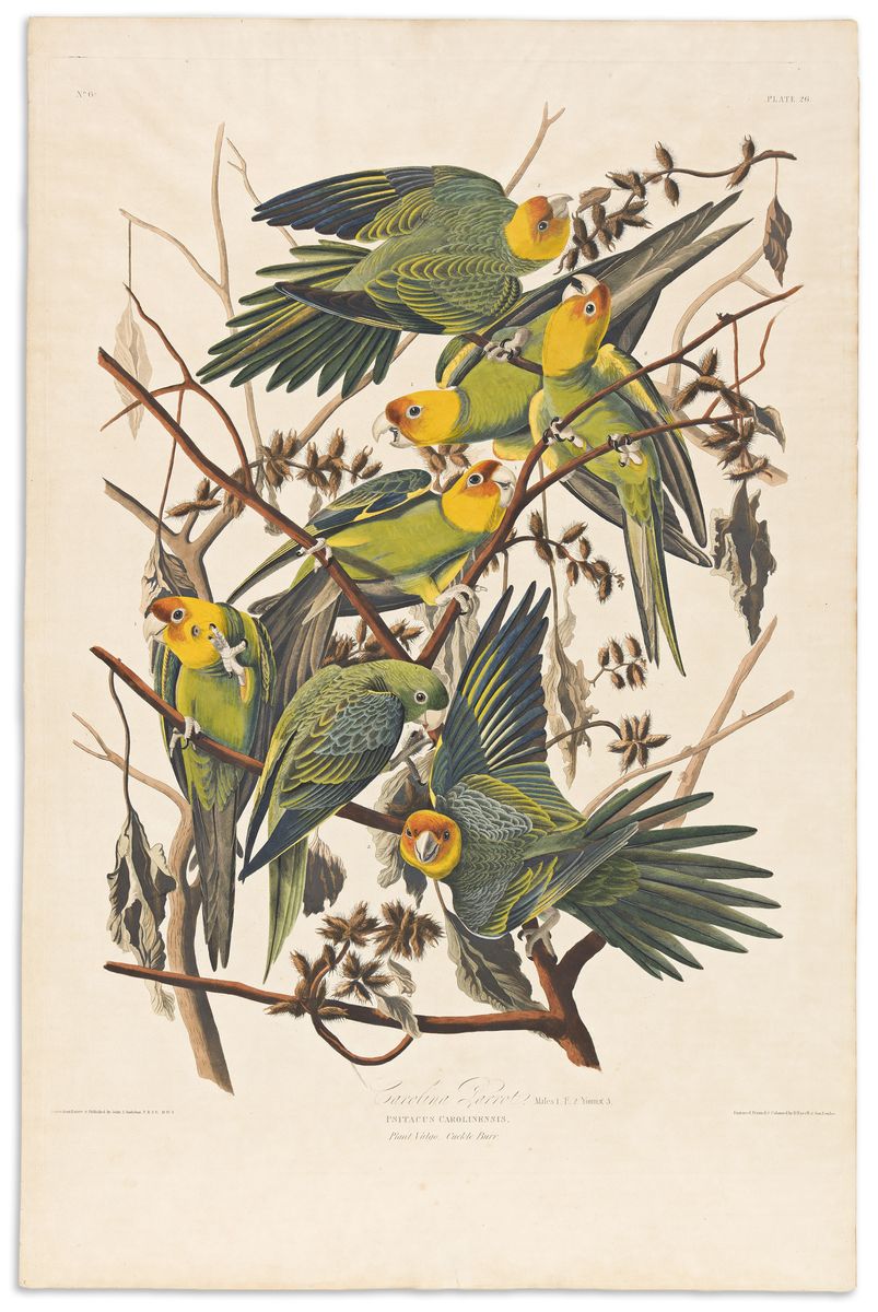 Audubon’s Carolina Parrot: green parakeets with yellow and orange heads among branches